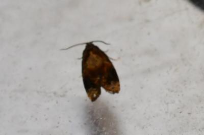 <i>Ditula angustiorana</i>