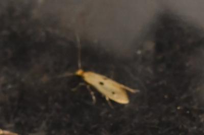<i>Tinea trinotella</i>