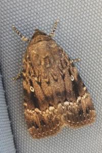 <i>Amphipyra pyramidea</i>