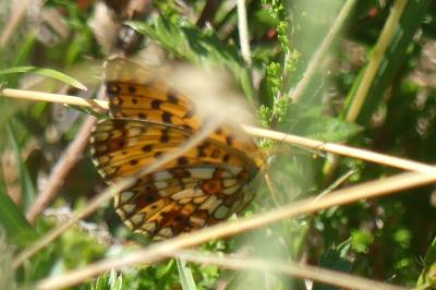 <i>Boloria selene</i>