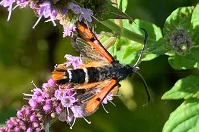 <i>Pyropteron chrysidiforme</i>