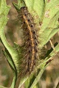 <i>Spilosoma lubricipeda</i>