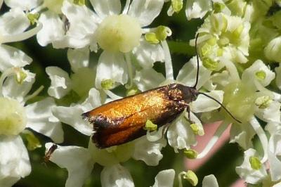 <i>Pammene aurana</i>