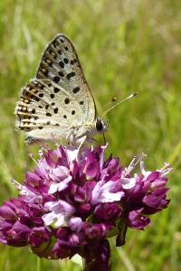 <i>Lycaena tityrus</i>