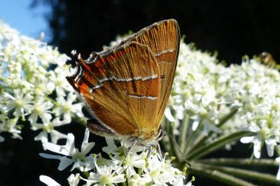 <i>Thecla betulae</i>
