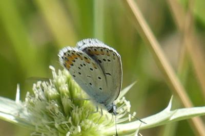Plebejus argyrognomon