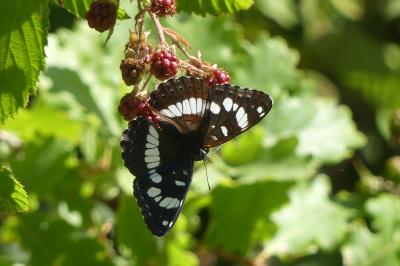 <i>Limenitis reducta</i>