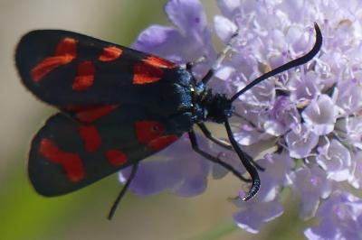 <i>Zygaena transalpina</i>