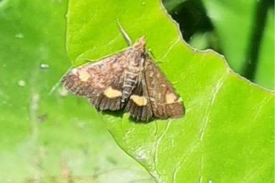 <i>Pyrausta aurata</i>