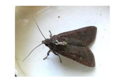 <i>Peridroma saucia</i>