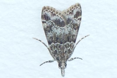 <i>Eudonia mercurella</i>