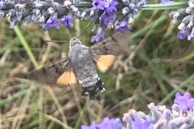 <i>Macroglossum stellatarum</i>