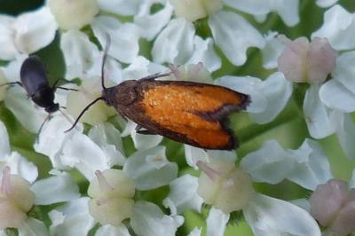 <i>Pammene aurana</i>