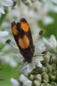 <i>Pammene aurana</i>