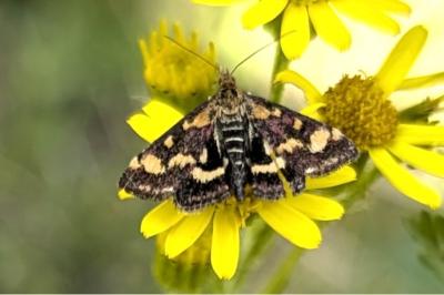 <i>Pyrausta purpuralis</i>