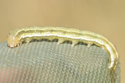 <i>Heliothis viriplaca</i>