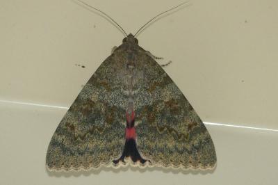<i>Catocala nupta</i>