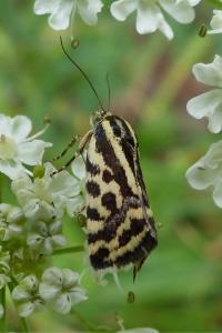 <i>Emmelia trabealis</i>