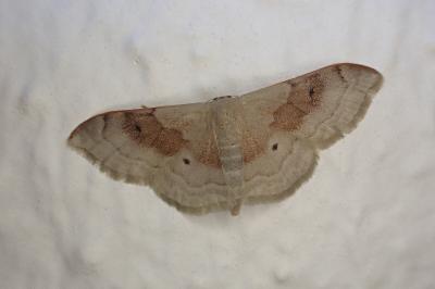 <i>Idaea degeneraria</i>