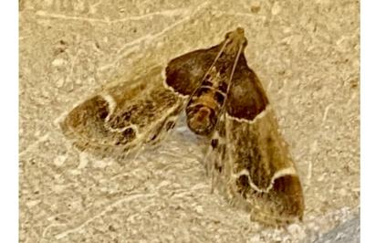 <i>Pyralis farinalis</i>