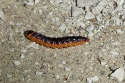 <i>Cossus cossus</i>