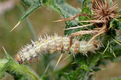 <i>Vanessa cardui</i>