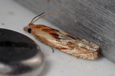 <i>Eucosma</i>