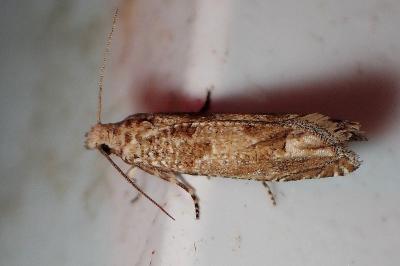 <i>Pelochrista caecimaculana</i>