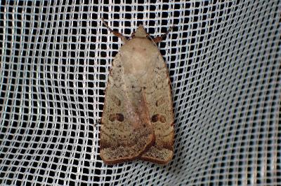 <i>Noctua comes</i>