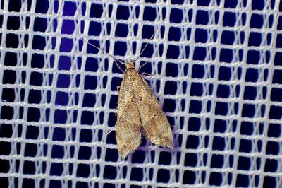 <i>Brachmia blandella</i>