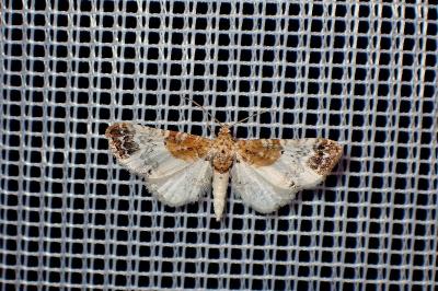 <i>Eupithecia breviculata</i>