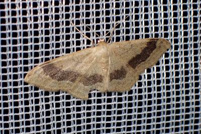 <i>Idaea aversata</i>