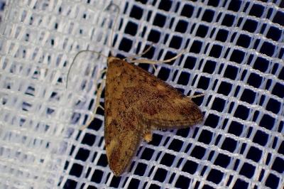 <i>Pyrausta despicata</i>