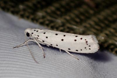 <i>Yponomeuta cagnagella</i>