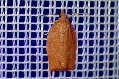 <i>Pandemis heparana</i>
