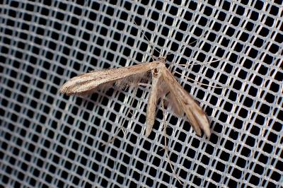 <i>Emmelina argoteles/monodactyla</i>
