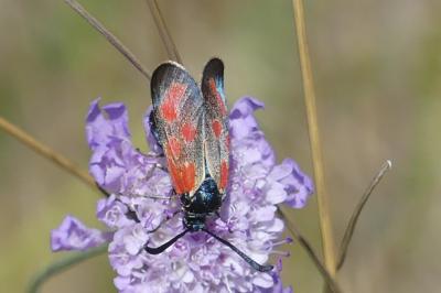 <i>Zygaena loti</i>