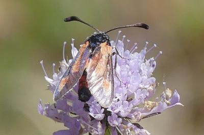 <i>Zygaena sarpedon</i>