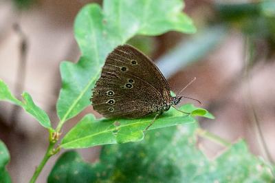 <i>Aphantopus hyperantus</i>
