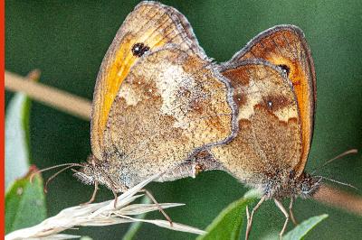 <i>Pyronia tithonus</i>
