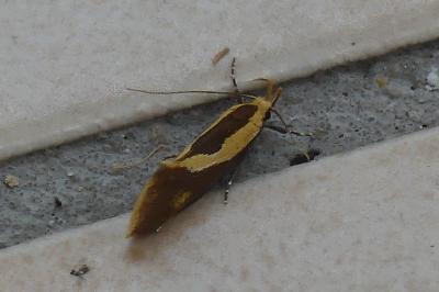 <i>Harpella forficella</i>
