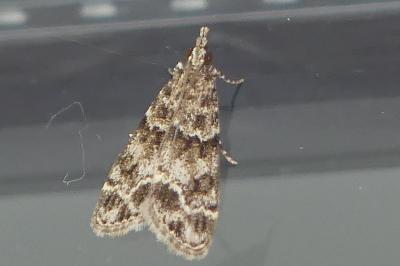 <i>Eudonia mercurella</i>