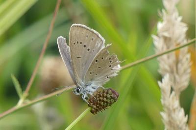 <i>Phengaris teleius</i>