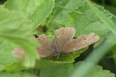 <i>Aphantopus hyperantus</i>