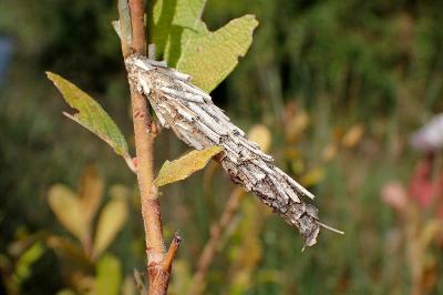 <i>Canephora hirsuta</i>