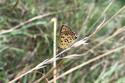 <i>Lycaena tityrus</i>