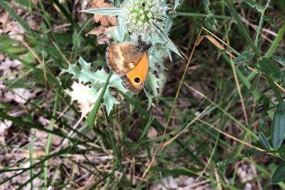 <i>Pyronia tithonus</i>