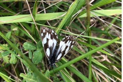 <i>Melanargia galathea</i>