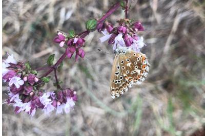 <i>Lysandra bellargus</i>