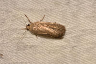 <i>Proxenus hospes</i>